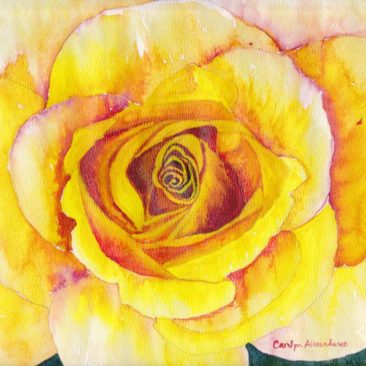 Yellow Rose Watercolor by Carolyn Almendarez