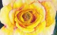 Yellow Rose Watercolor by Carolyn Almendarez
