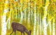Deer Grazing in a Grove of Golden Aspen Trees Carolyn Almendarez